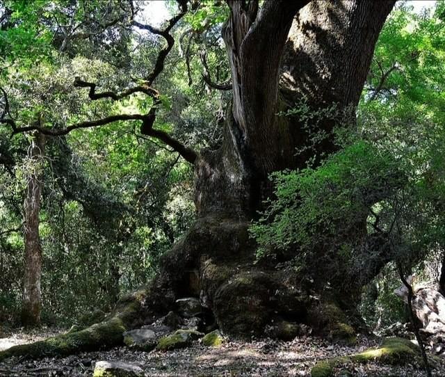 La roverella di Illorai nel bosco delle meraviglie