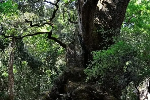 La maestosa roverella di Illorai (foto Mario Cossu)
