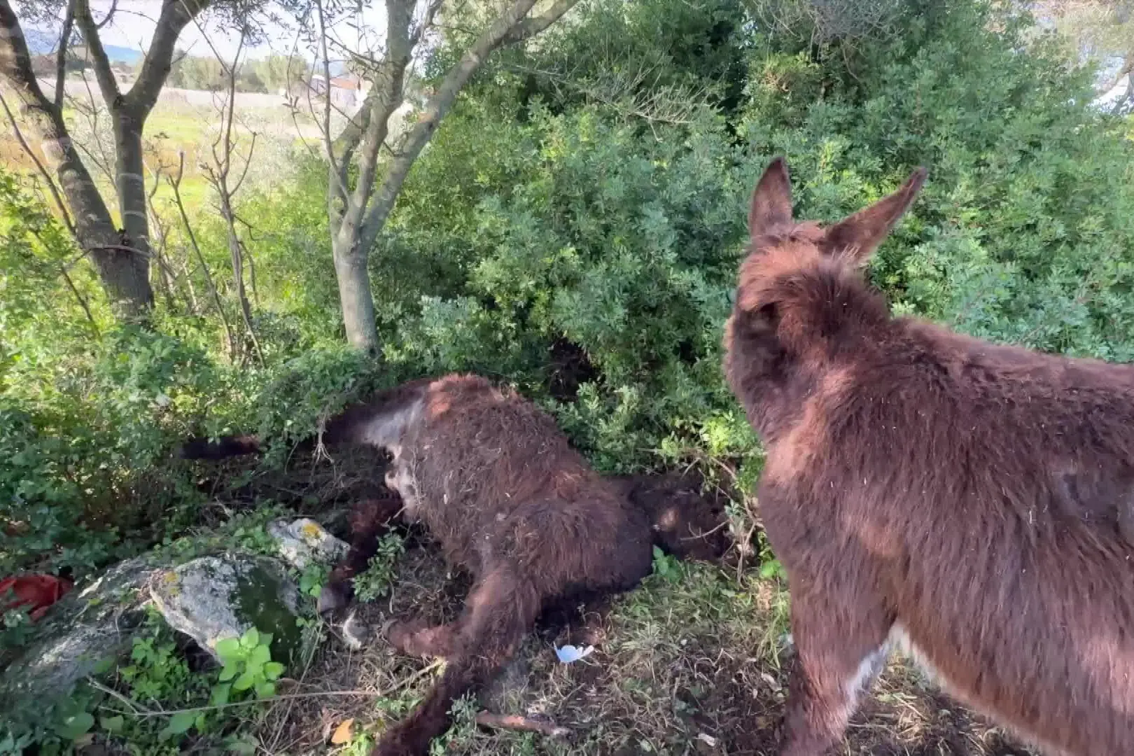 Olbia, asinello e tre caprette uccisi: "Allarme cani vaganti"