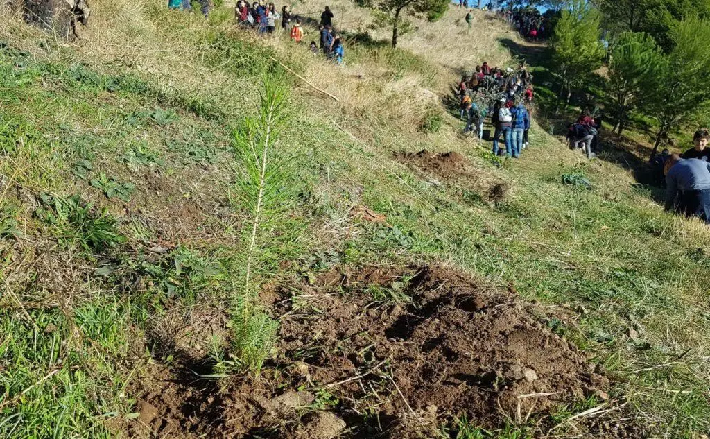 Una pianta