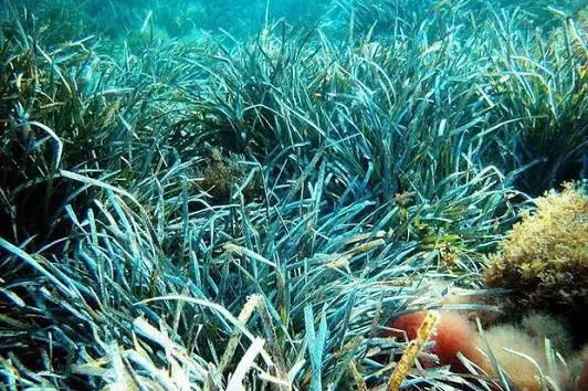 Posidonia (Ansa)
