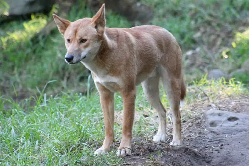 Il dingo voleva sbaranare il piccolo (foto Wikipedia)