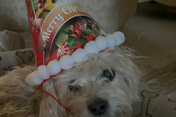 E buon anno da Lola