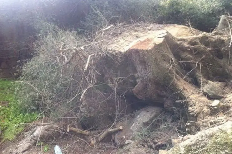 LA BASE DELL'ALBERO CHE HA TRAVOLTO E UCCISO L'ALLEVATORE