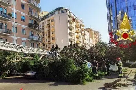 L'albero crollato (foto Vigili del Fuoco)