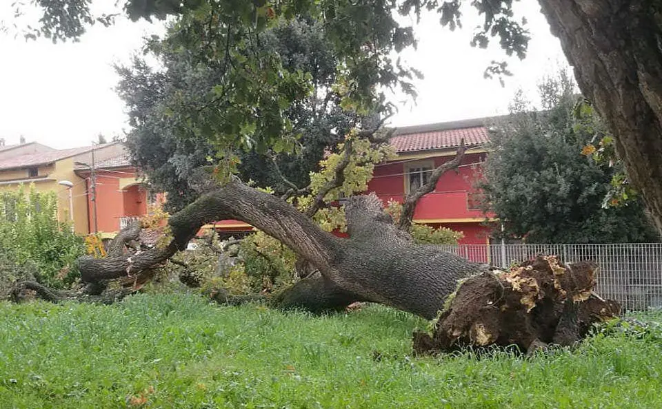 (Foto Antonio Pintori)