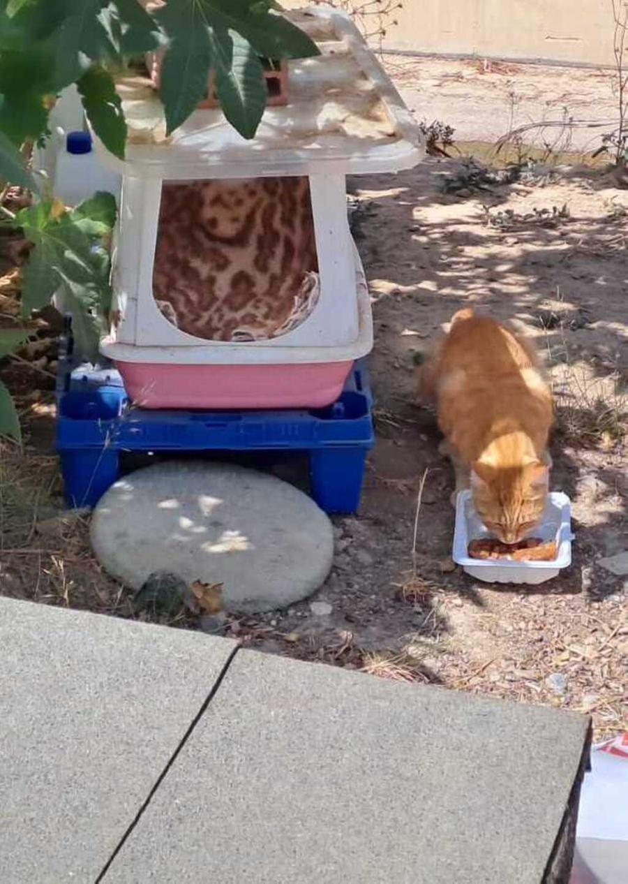 Colonie feline, le volontarie chiedono aiuto al Comune
