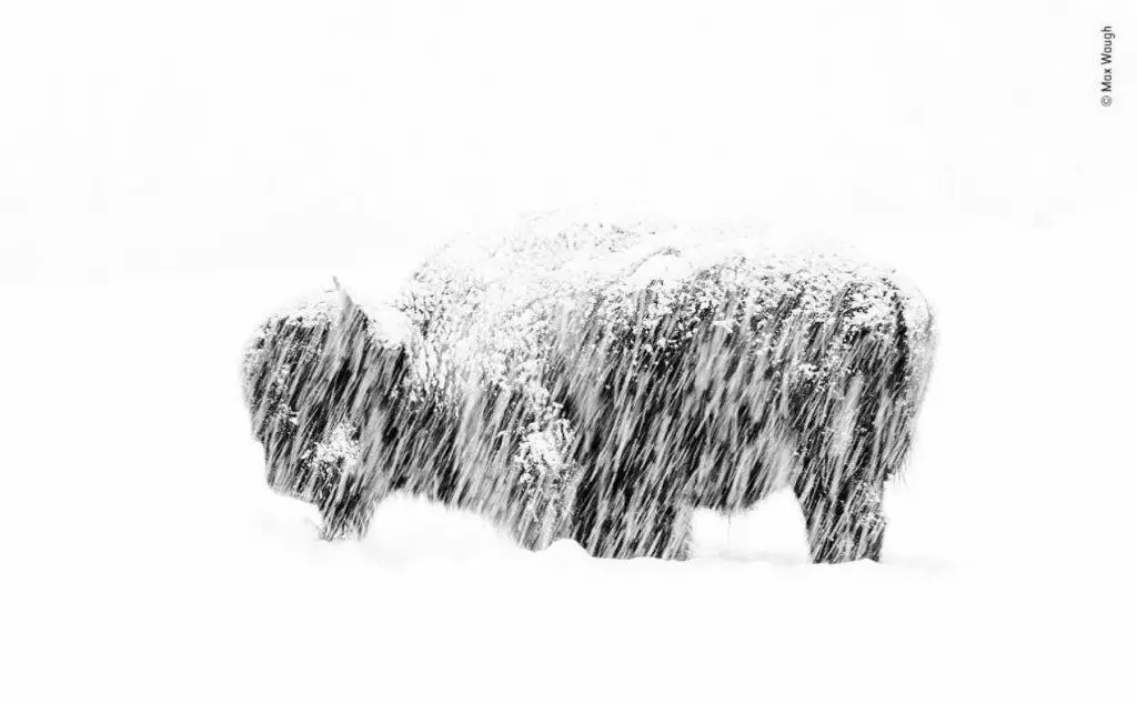 Un bisonte durante una tempesta di neve. Foto di Max Waugh