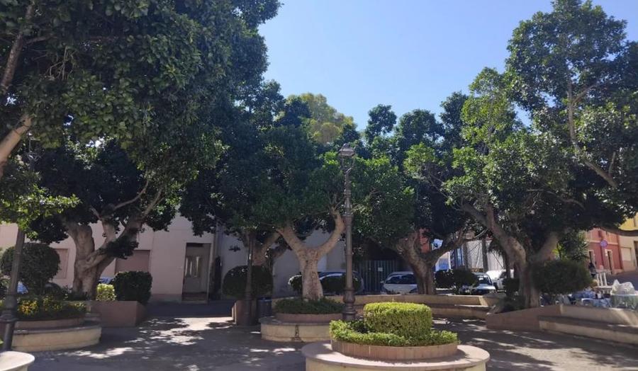 Piazza Repubblica, sette ficus da spostare