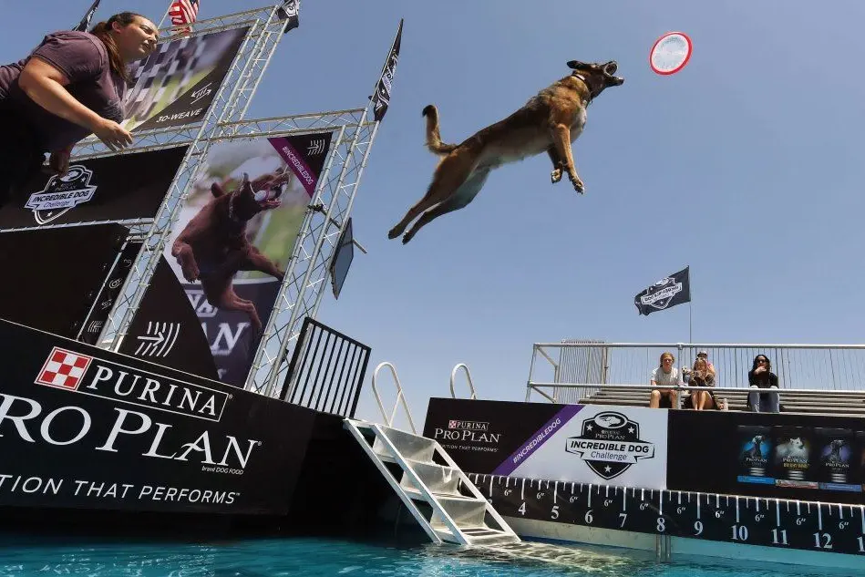 California: le incredibili immagini delle gare di atletica canine