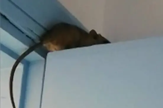 Un topo (immagine simbolo, foto Ansa)