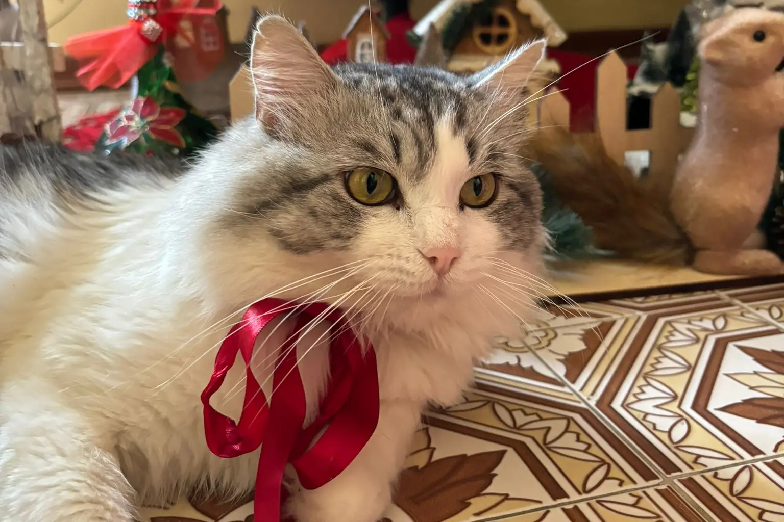 Buon Natale da Freddie
