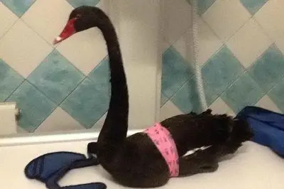 Il cigno nero ferito dalla fucilata