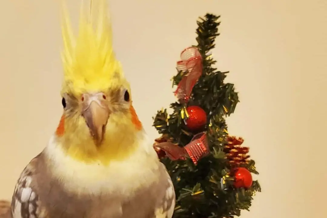 Auguri da Lenny e Mary, Iglesias