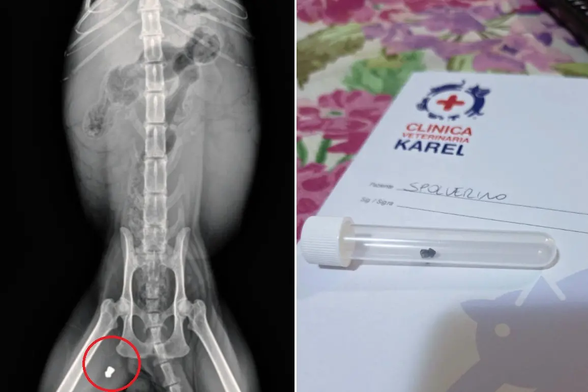 La radiografi a di Spolverino, il gatto ferito a Quartu