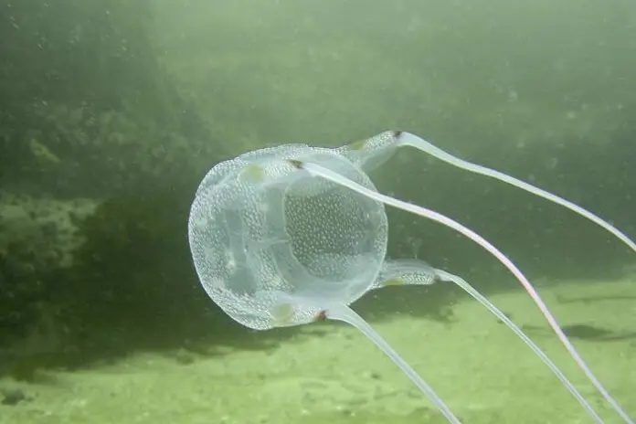 Una pericolosa medusa (foto wikimedia)
