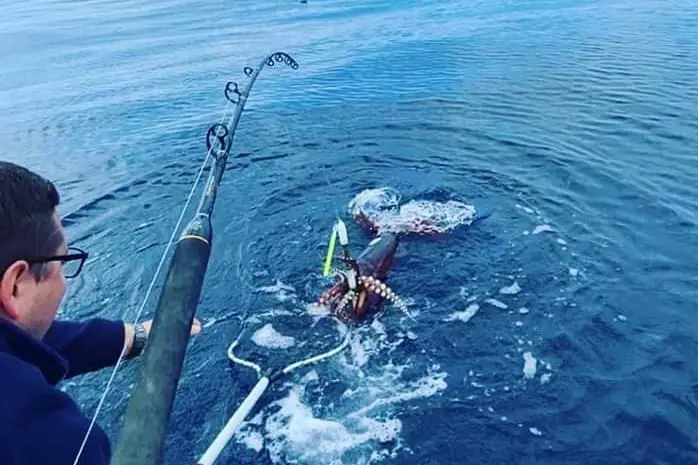 La pesca del totano gigante (foto Tellini)