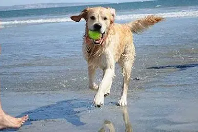 Un cane al mare (Archivio L'Unione Sarda)