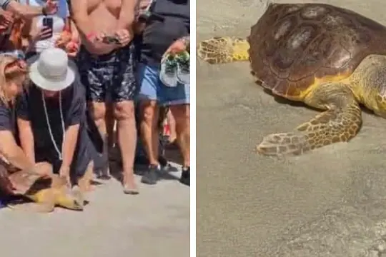 La tartaruga Caterina rilasciata in mare (foto concessa)