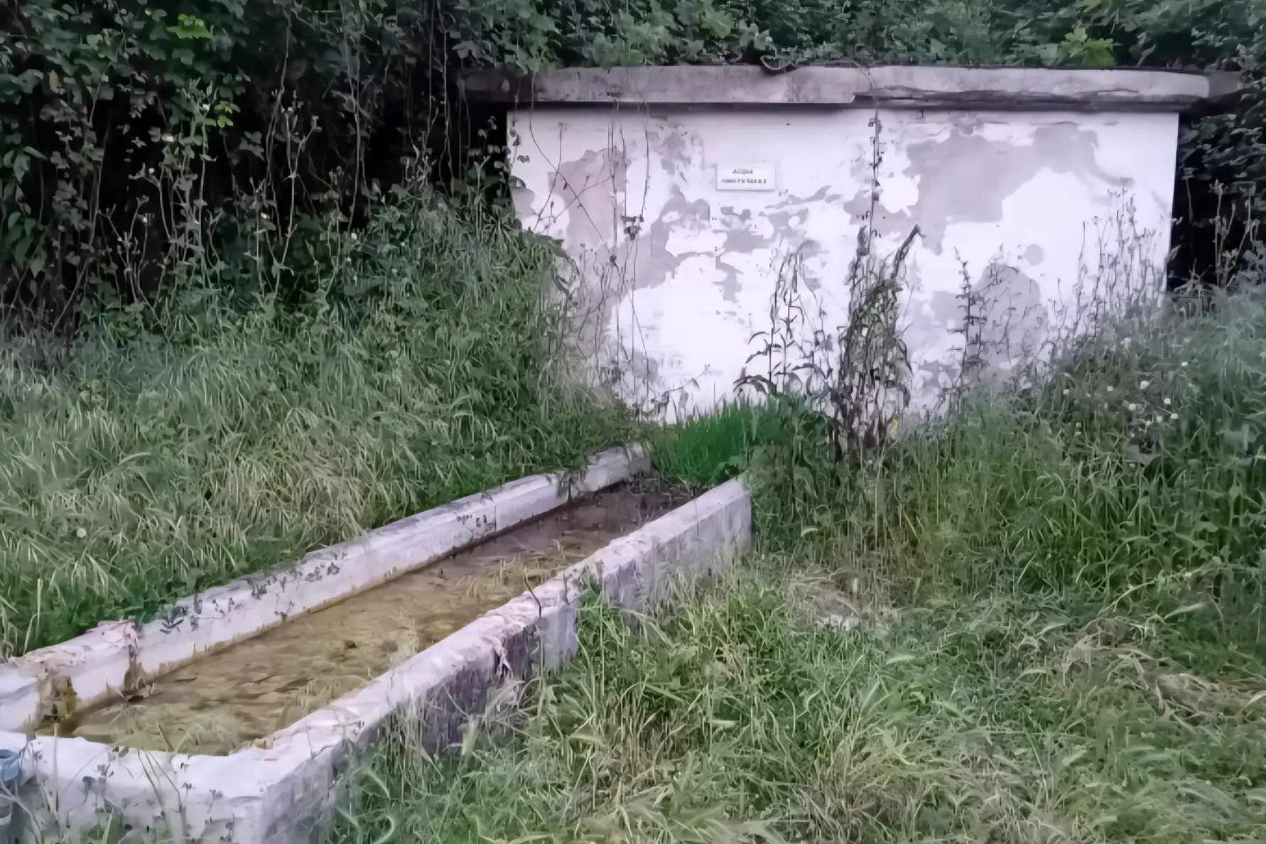 Tadasuni abbeveratoio (foto concessa)