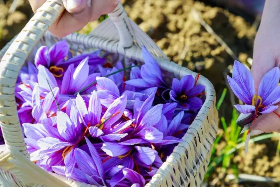 La raccolta dello zafferano