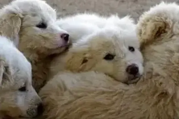 Cani (foto concessa)