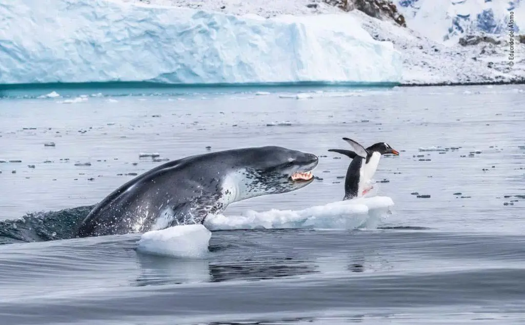 L'attacco di una foca ad un pinguino di Eduardo del Alamo