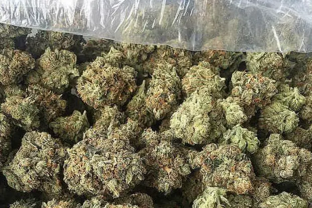 Marijuana