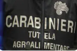 Immagine simbolo