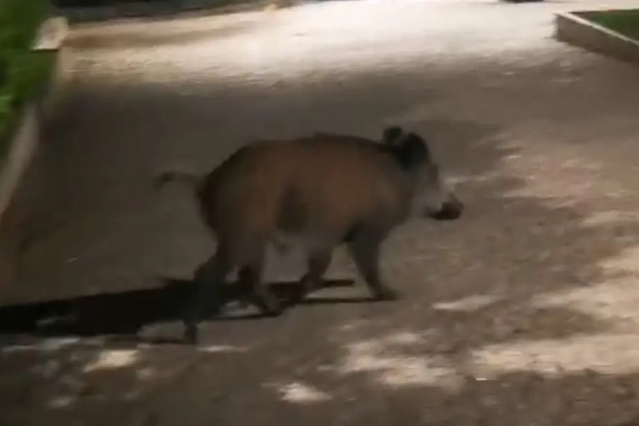 Cinghiale in giro per le vie di Sassari