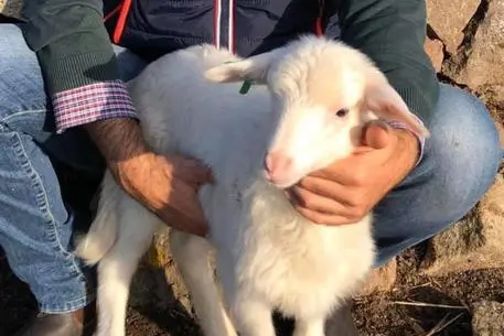 Agnello sardo Igp (Ansa)