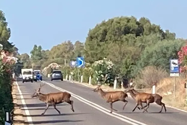 Tre cervi che attraversano la strada statale 195