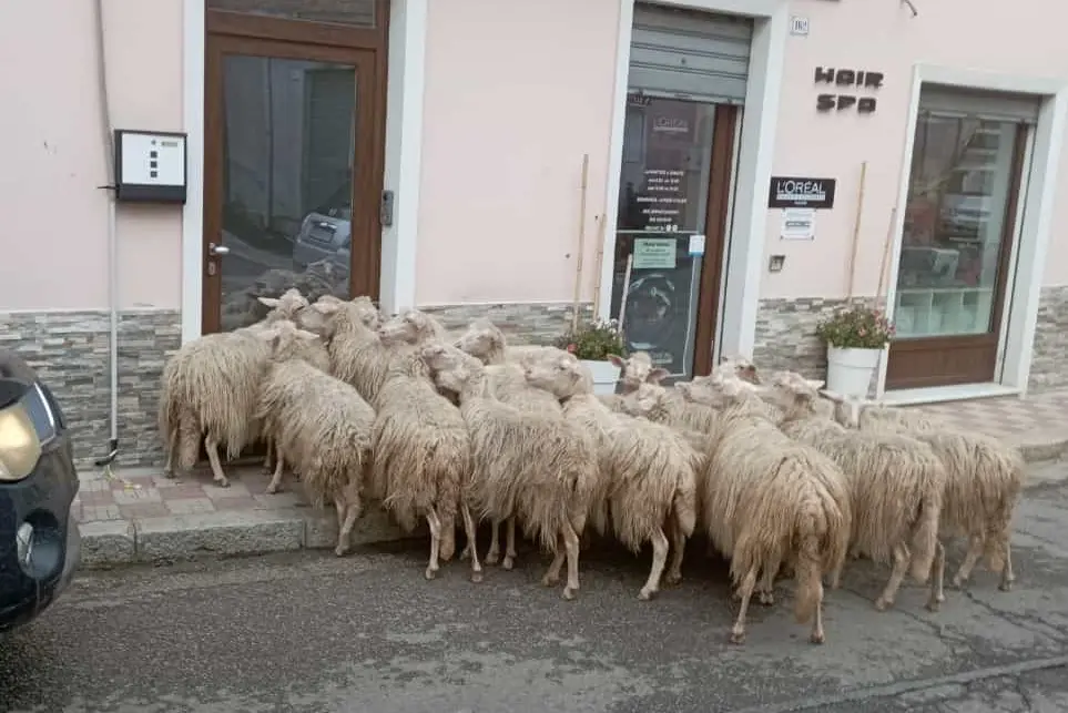Le pecore all'ingresso della parruccheria