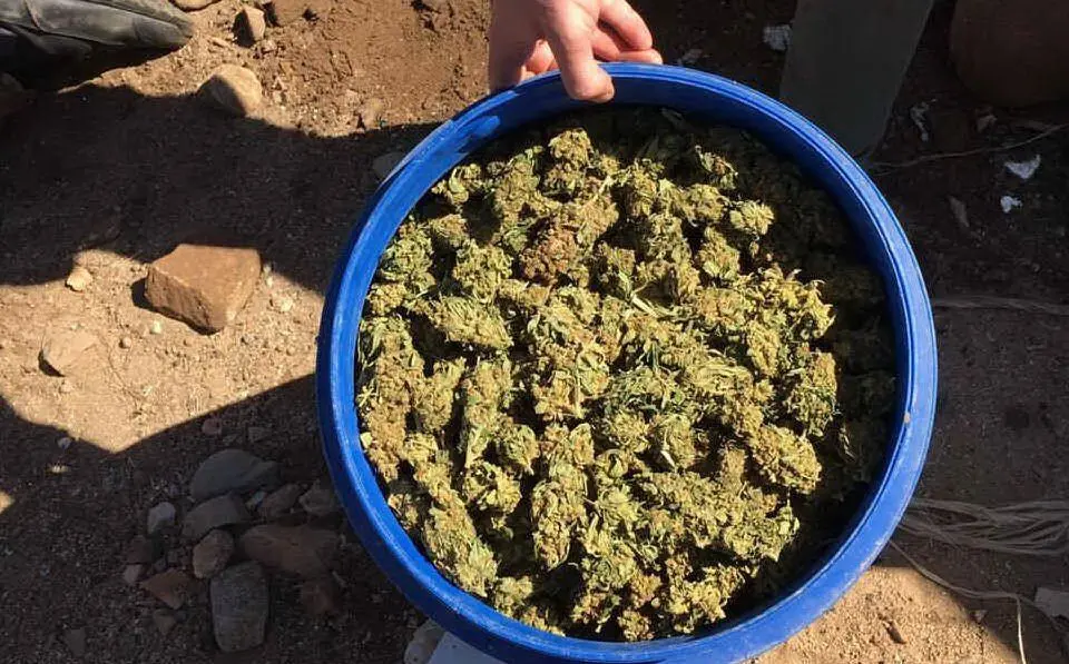 Nel terreno oltre la droga sono state trovate anche le armi