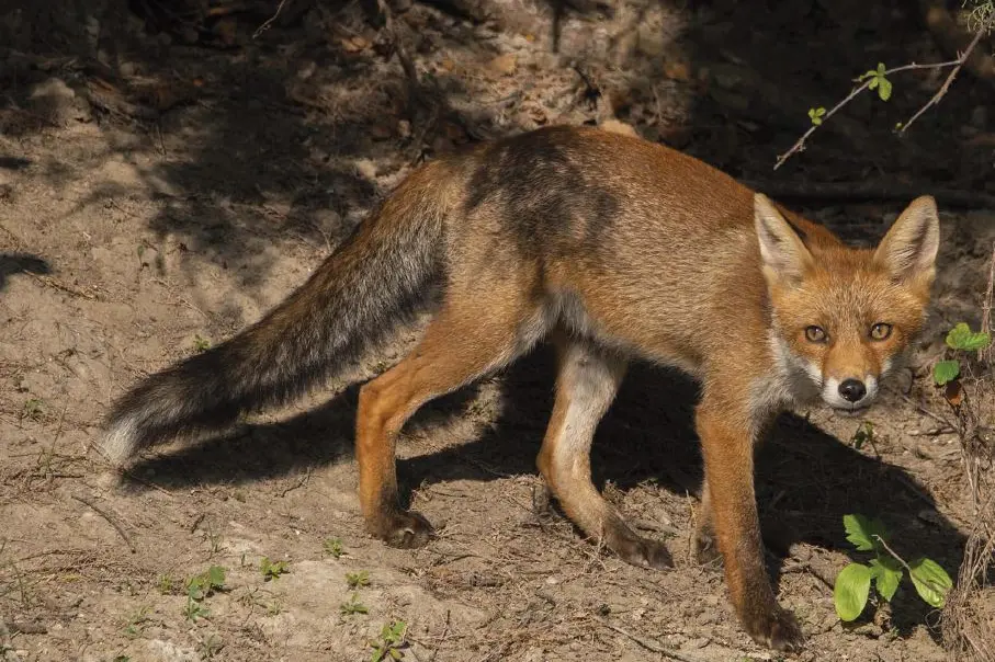 image.webp?f=3%3A2&q=0 Allarme volpi in Sardegna, se ne parla a Cagliari