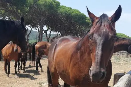 Un cavallo (foto simbolo Ansa)
