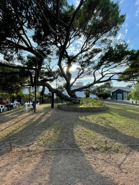 Il pino di Garibaldi a Caprera