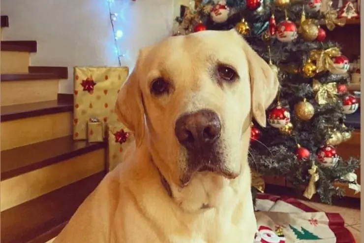 Buon Natale a tutti i lettori dell'Unione Sarda da Raul