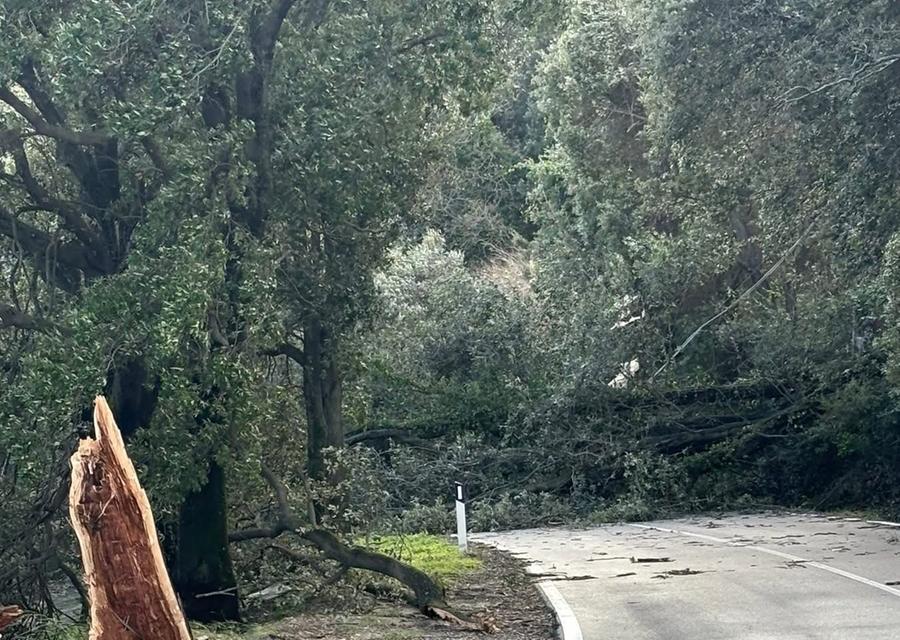 Lanusei, crolla un albero sulla statale 198: interrotta la strada per Nuoro