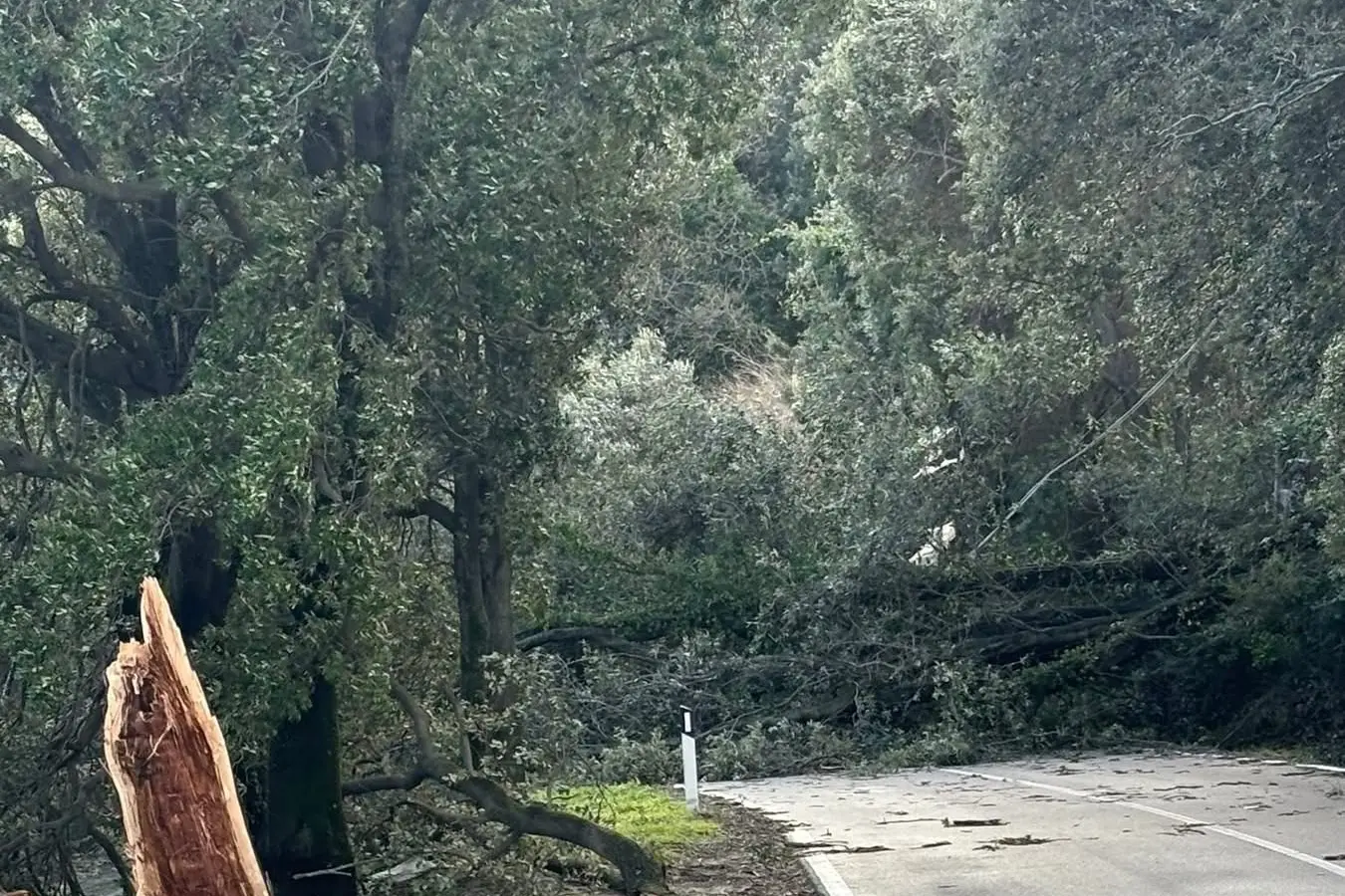 Lanusei 11 02 2026 Albero sradicato dal vento ostruisce la Statale 198 a Nord di Lanusei, impossibile per gli automobilisti raggiungere Gairo, Seui e Nuoro (foto Sandro Piras)