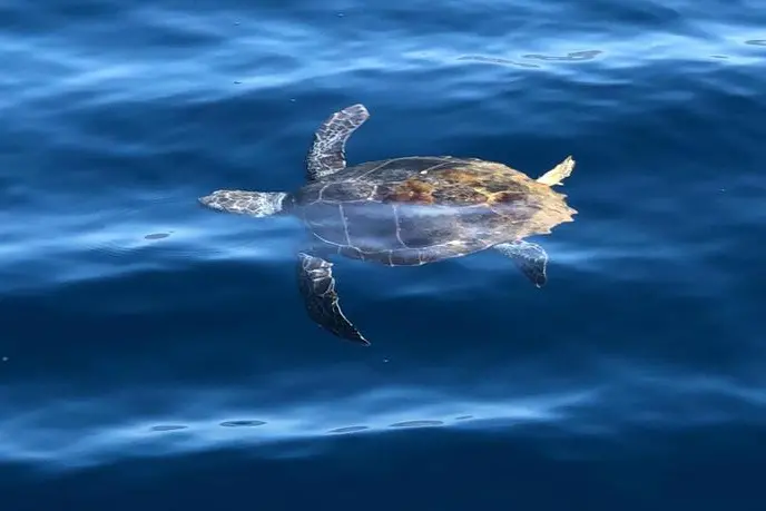 Esemplari di tartarughe Caretta Caretta salvate da Guardia Costiera di Cagliari