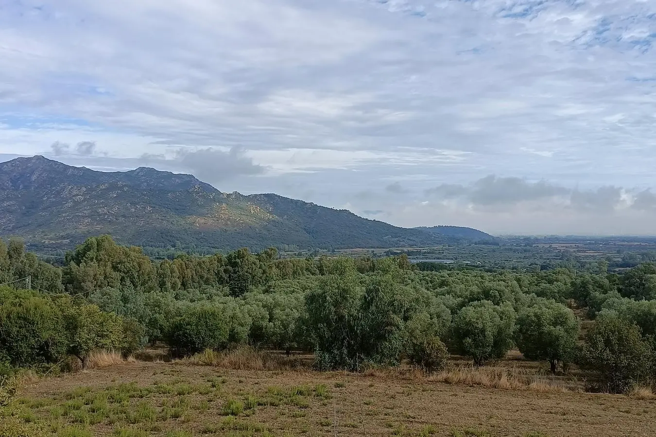 Un oliveto di Gonnosfanadiga