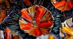 Ricci di mare, tempo scaduto: i fondali del Sinis sono zona rossa