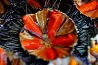 Ricci di mare (foto archivio Unione Sarda)