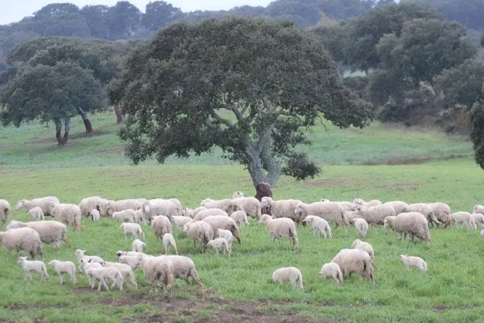 Pecore e agnelli al pascolo in Baronia