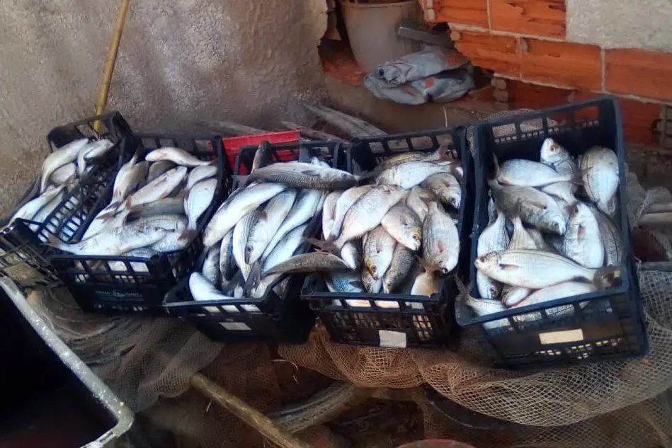 Il pesce sequestrato (L'Unione Sarda - Fiori)