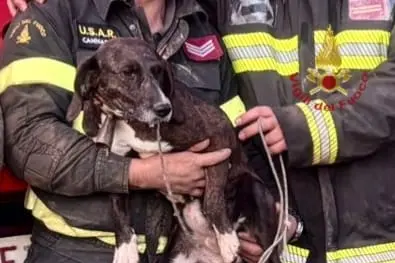 Il cane salvato dai vigili del fuoco