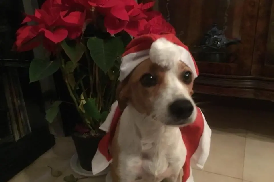 E buon Natale anche da Nebbia