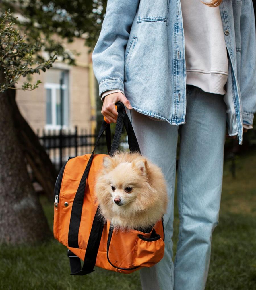 Cani a bordo, le compagnie non si adeguano