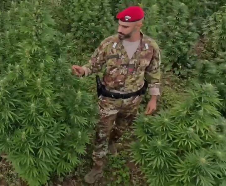 Export di marijuana: sulle tracce dei soldi